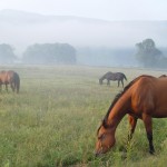 horses in fog