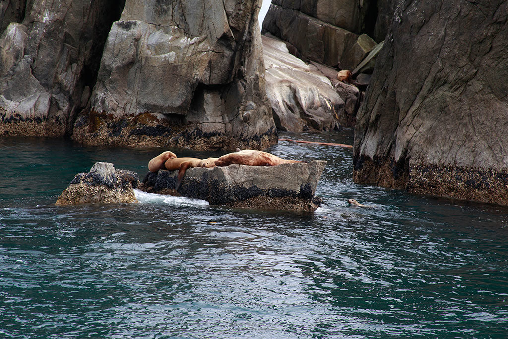 Sea Lions on the glacier tour in Alaska