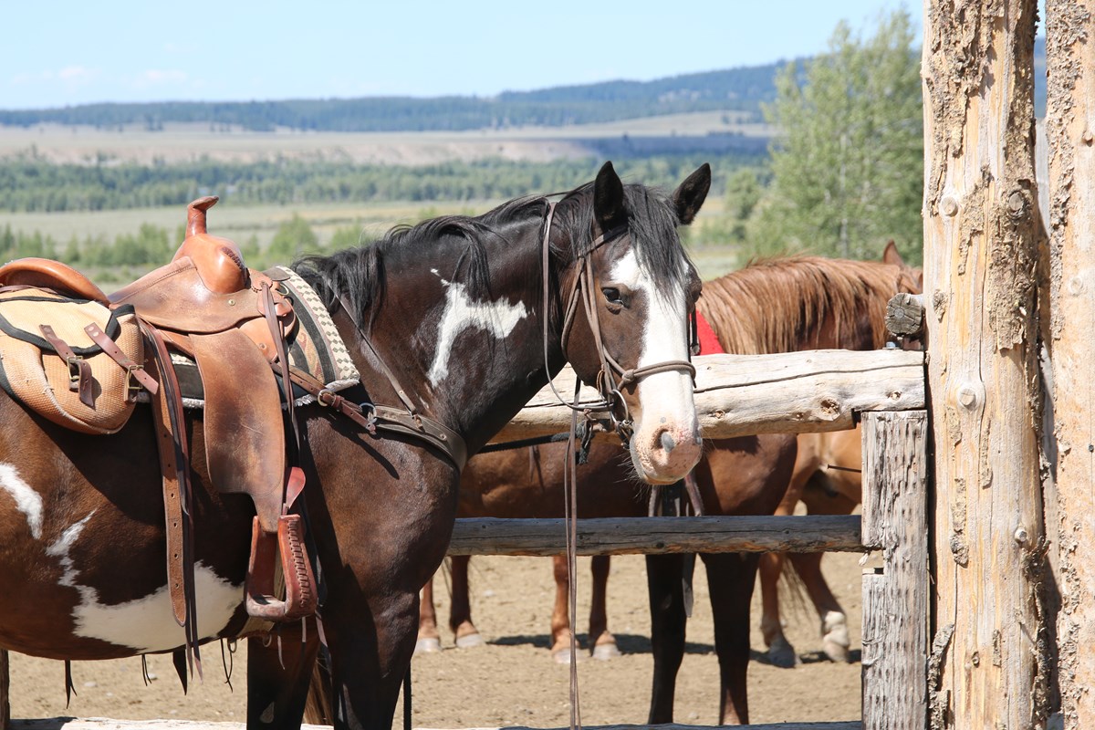 Featured Post Image - Dude Ranch Research