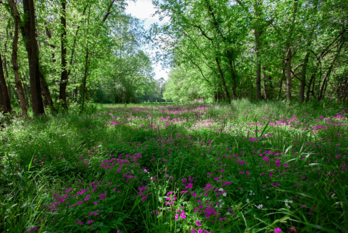 Wild Flowers