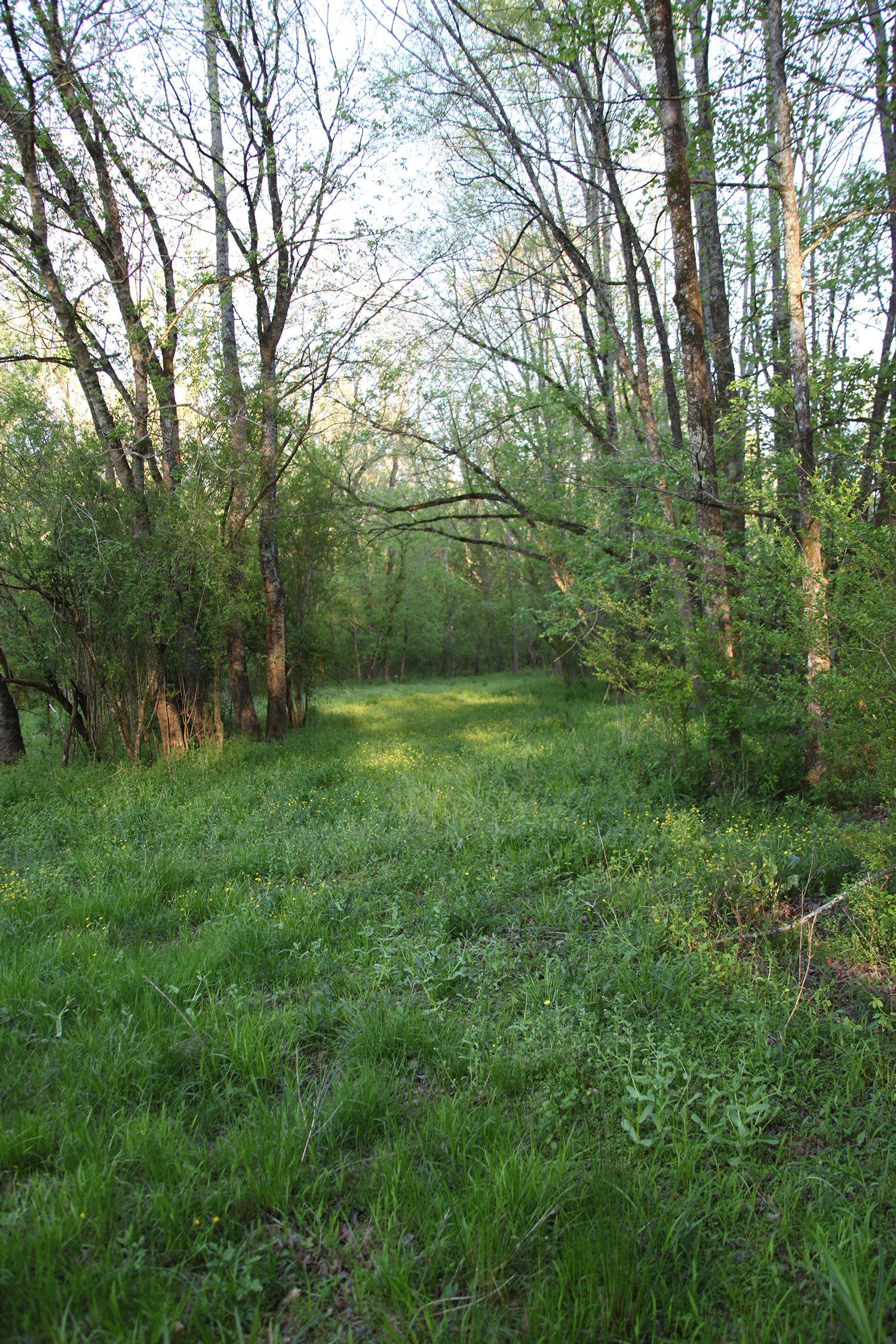 waiting on wildflowers